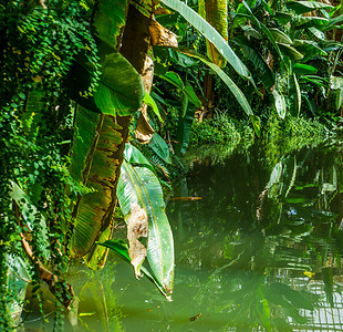 植物湖水风景摄影照片_美丽的热带花园风景，水和绿色植物叶子，异国情调的自然背景