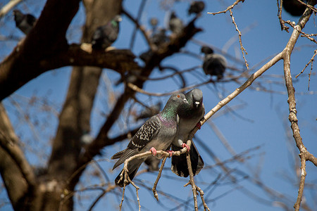 鸽子和平摄影照片_坐在树枝上的鸽子
