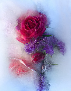 冷冻红玫瑰花