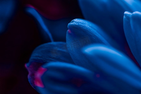 盛开的蓝色雏菊花瓣、抽象的花卉艺术背景、春天大自然中的花朵香水香味、婚礼、奢华美容品牌假日设计