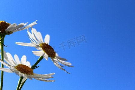 野百合摄影照片_狗雏菊和蓝天