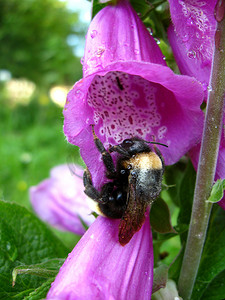 大黄蜂在紫丁香蓝铃花中