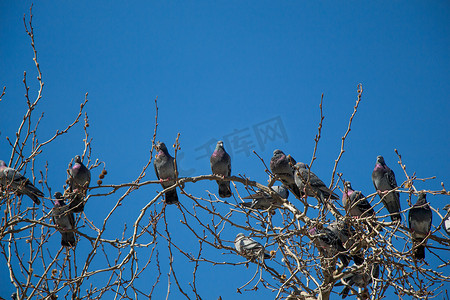 和平的白鸽摄影照片_坐在树枝上的鸽子
