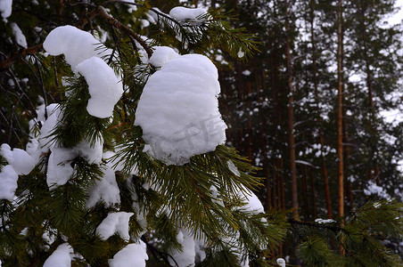 下雪感冒摄影照片_冬天的西伯利亚针叶林、混交林、针叶树和落叶树被雪覆盖。