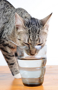 可爱的猫咪从玻璃杯里喝水