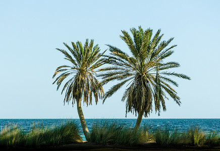 晴朗天空背景摄影照片_晴朗天空背景下红海的绿色棕榈树