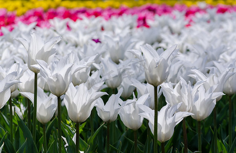 有白色杂种郁金香的大开花的花坛