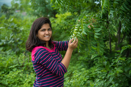 年轻女孩在田间检查或观察印楝（Azadirachta indica）树叶