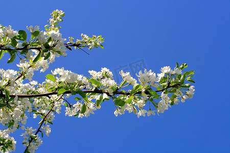 苹果树花