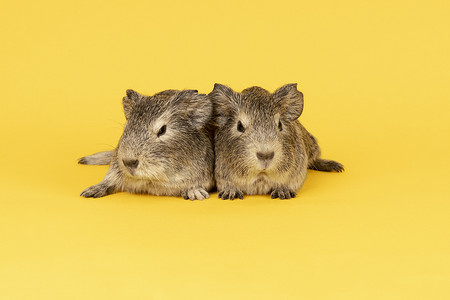 黄色背景中两只灰色的小豚鼠紧挨着