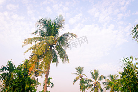 夏天主题背景摄影照片_椰子树背景照片在春季季节性主题背光但色彩鲜艳的日落天空中。