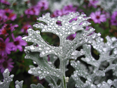 床平面图摄影照片_雨后花坛。