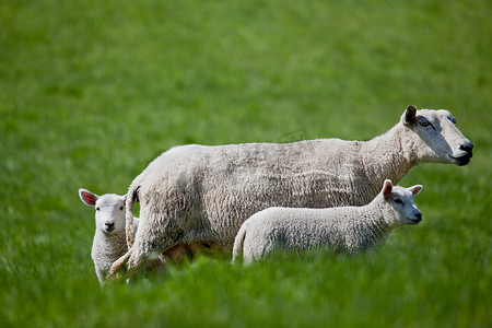 两只摄影照片_母羊和两只小羊