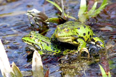 两只绿水蛙