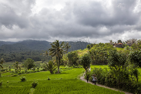 在巴厘岛的绿色稻田之间步行回家的妇女