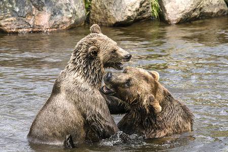 夫妻打架摄影照片_两只熊在河里打架