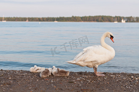 动物与动物宝宝摄影照片_疣鼻天鹅与小天鹅在海滩上