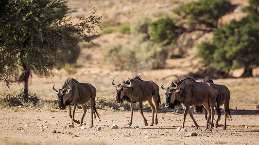 跨境主图摄影照片_南非 Kgalagadi 跨境公园的蓝色牛羚