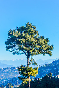 针叶松针叶树或蓝松 (Pinus wallichiana) - 一种大型喜马拉雅常绿乔木，其叶子呈蓝色，独自矗立在蓝天和遥远的​​喀喇昆仑山脉和兴都库什山脉的映衬下。