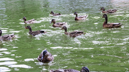 鸭子游泳摄影照片_许多鸭子在河上肮脏的绿水中游泳