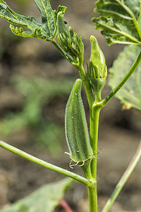 在农田的年轻秋葵植物 (Lady Finger)