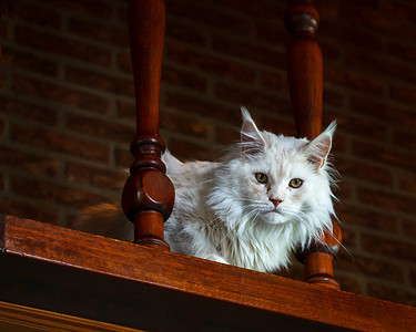 猫耳白色摄影照片_白色缅因猫在古色古香的楼梯上