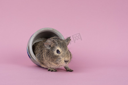 一只可爱的小豚鼠坐在粉红色背景的科隆陶罐里