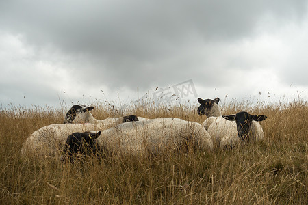 英国风景摄影照片_夏季，在英国多塞特郡多切斯特附近的少女城堡，羊群在英国风景中放牧