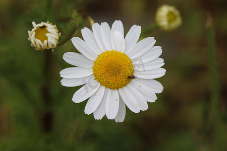 Leucanthemum vulgare，俗称牛眼菊、牛眼菊、犬菊花