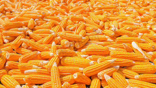 吃玉米玉米摄影照片_一堆玉米