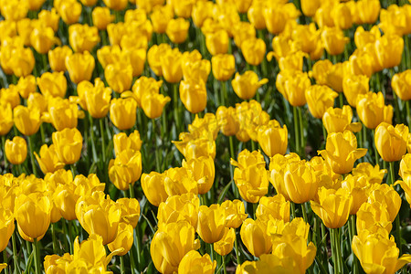 田野中松弛的黄色郁金香 — 特写全框背景，有选择的焦点