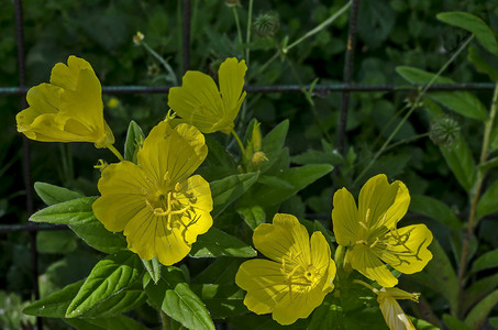 黄色月见草花或 Oenothera speciosa 开花在春天草甸，特写镜头， Drujba 区