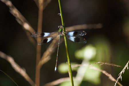 草茎上的孔雀石豆娘 (Chlorolestes fasciatus)