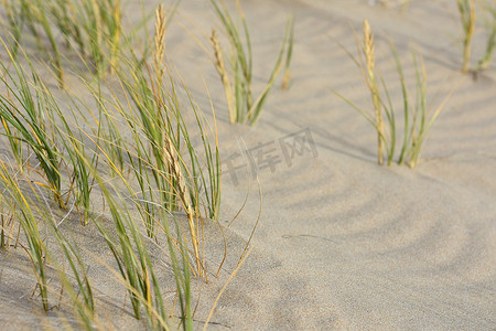 柔软的沙滩上的涟漪和绿草