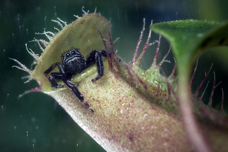 跳蛛在热带猪笼草中躲雨