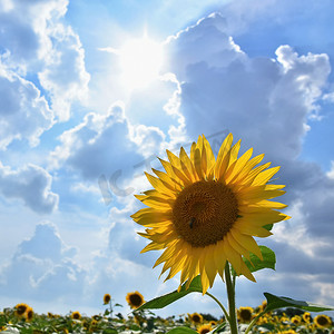 漂亮向日葵摄影照片_开花在农场的向日葵-领域与蓝天和云彩。