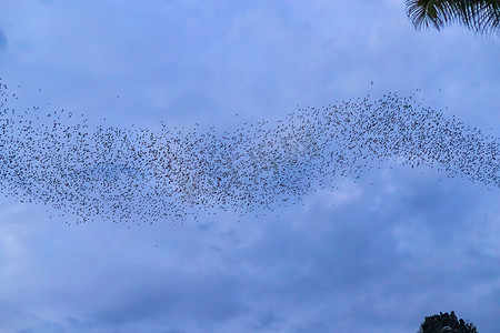 蝙蝠群摄影照片_在傍晚的背景下，一群蝙蝠正飞来飞去寻找暮色天空的食物。