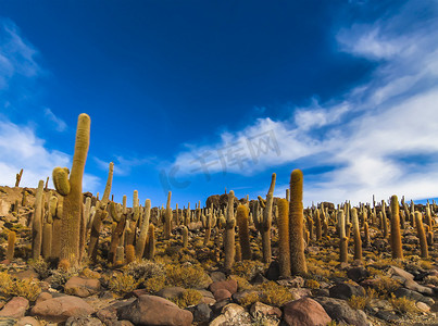 乌尤尼盐湖印加瓦西岛上的巨型仙人掌