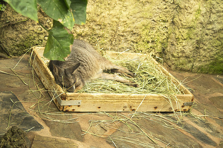 Tammar Wallaby 袋鼠睡在带香草的木箱里