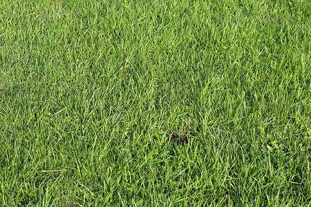 足球草坪图案摄影照片_足球场上郁郁葱葱的绿草