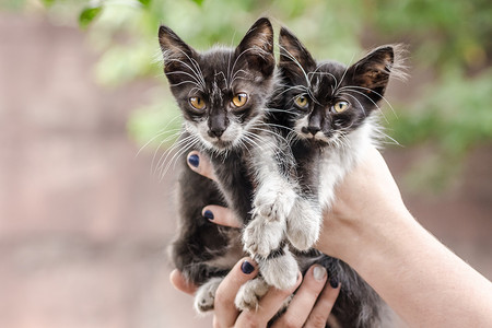 人类手中的两只黑白小猫