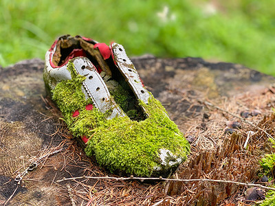 森林树干上废弃的运动鞋