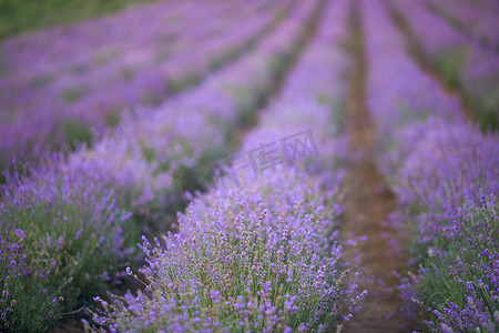 紫色盛开的薰衣草田中无尽的补丁。