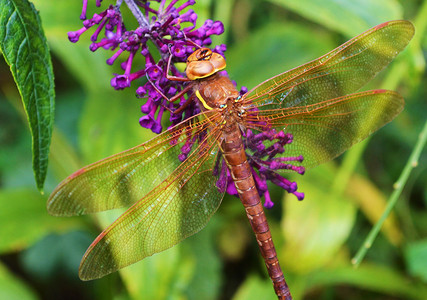 棕色小贩蜻蜓 (Aeshna grandis)。