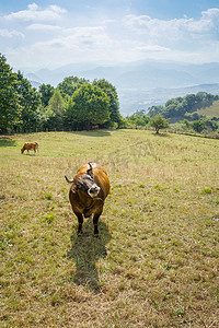 牛牧场摄影照片_棕色奶牛在草地上吃草