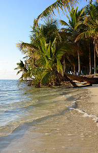 巴哈马的海洋和棕榈树