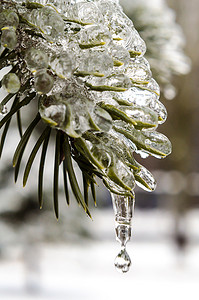 春天，冰柱，融化的冰，冰中的绿色冷杉枝与 d