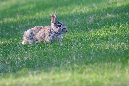 棕色的兔兔耳朵摄影照片_黑尾长耳兔