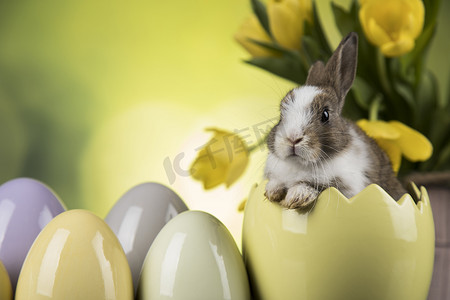 兔宝宝、兔子和复活节彩蛋