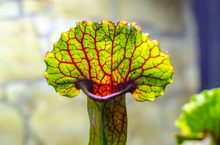 肉食性植物 Sarracenia 关闭